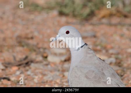 Eurasian Collared-Dove, Streptopelia decaocto Foto Stock