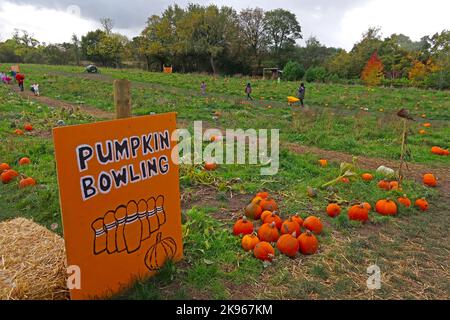 Pista da bowling con zucca alla Lymm Pumpkin Patch Farm, Massey Brook Lane, Lymm, Warrington, Cheshire, INGHILTERRA, REGNO UNITO, WA13 0EG Foto Stock