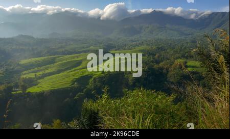 Panorama mattutino su splendidi campi di riso terrazzati dalla collina di Golo Curu vicino a Ruteng, Manggarai regency, Flores Island, East Nusa Tenggara, Indonesia Foto Stock