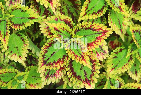 Primo piano di vivaci foglie variegate di nettola dipinta o pianta Coleus nel Giardino Foto Stock