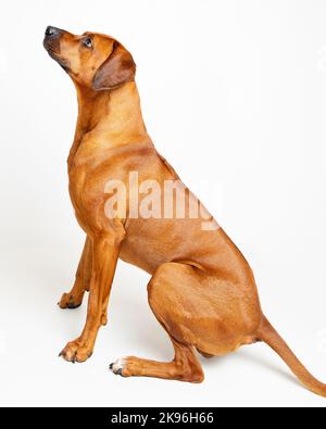 Rhodesian Ridgeback Dog fotografato in un ambiente di studio professionale Foto Stock