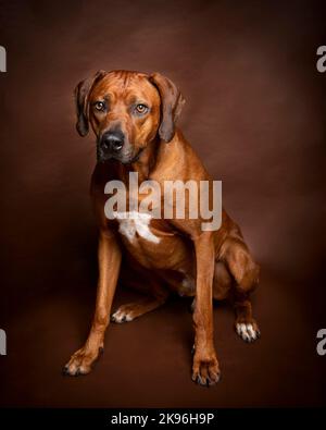 Rhodesian Ridgeback Dog fotografato in un ambiente di studio professionale Foto Stock
