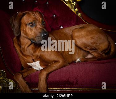Rhodesian Ridgeback Dog fotografato in un ambiente di studio professionale Foto Stock