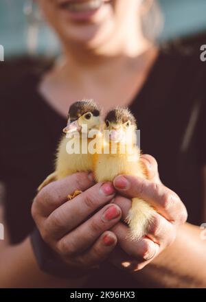 Un primo piano verticale di una femmina che tiene due anatroccoli Foto Stock
