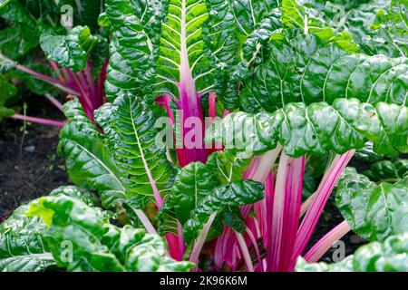 Bella rosa Swiss Chard Rosa stocchi e foglie primo piano la coltivazione di ortaggi in giardino in autunno ottobre 2022 Carmarthenshire Galles UK KATHY DEWITT Foto Stock