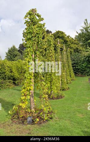 Luppolo crescere in Gilbert Whites Hampshire giardino Foto Stock