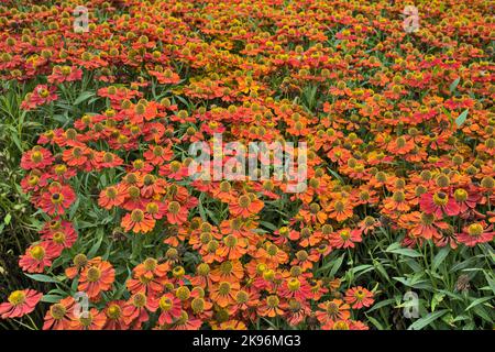 Fiori di Helenium Kupferzwerg o starnutewort che riempiono la cornice Foto Stock