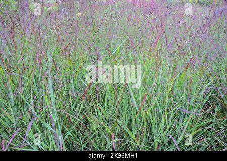 Primo piano di erba di gambo blu grande Andropogon gerardii Foto Stock