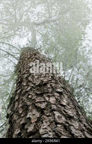 Tronco di pino mediterraneo visto dal basso in un giorno con nebbia fitta Foto Stock