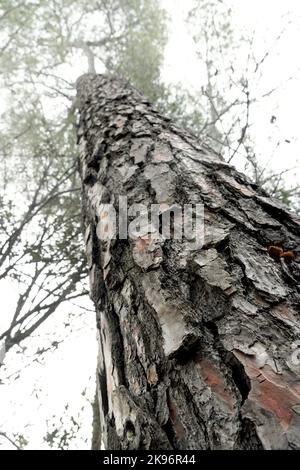 Tronco di pino mediterraneo visto dal basso in un giorno con nebbia fitta Foto Stock