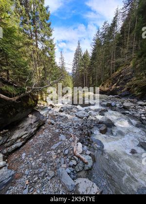 Un fiume selvaggio che scorre sulle rocce in una foresta di abeti Foto Stock