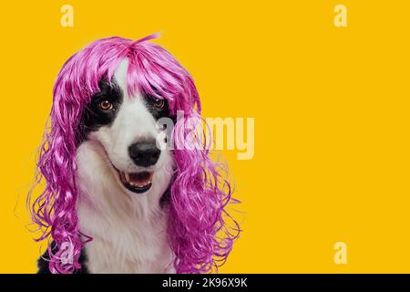PET cane bordo collie indossare colorato riccio lilla parrucca isolato su sfondo giallo. Divertente cucciolo in parrucca rosa in carnevale o festa di Halloween. Museruola emotiva per animali domestici. Concetto di barbiere per la cura del corpo Foto Stock