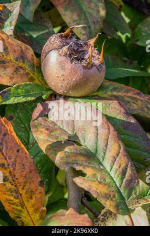 Frutto nespola nel ramo di nespola Foto Stock