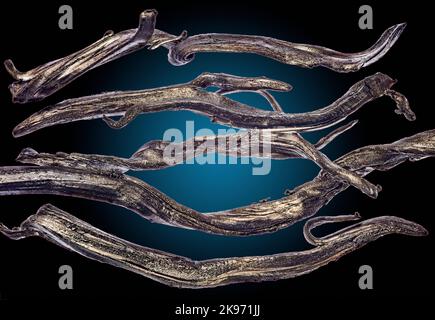 Il disprosio è un elemento chimico con il simbolo Dy e il numero atomico 66. Foto Stock