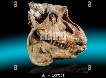 Cranio fossile, Pronomotherium laticeps, Miocene, nuovo Chicago, Montana Foto Stock