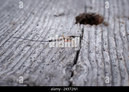 Sabre wasp (Rhyssa Persuasoria) sul lungomare in legno nella foresta finlandese, primo piano. Foto Stock