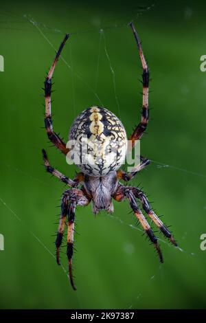 Western Spotted Orbweaver anche un Zig-ZAG Spider, Neoscona oaxacensis Foto Stock