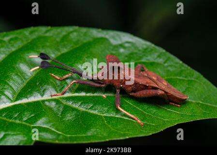 Una macro di un bug del dock su una foglia verde Foto Stock