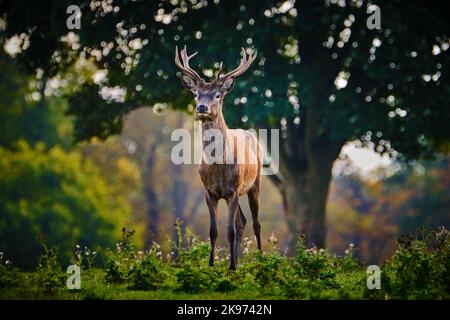 Lone Red Deer Stag Foto Stock