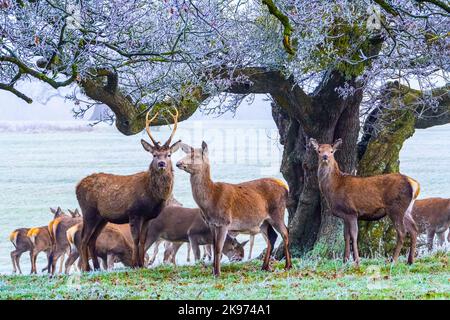 Branco di cervi rossi in una gelida giornata invernale Foto Stock