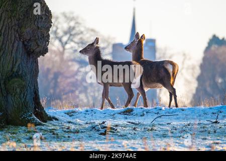 Coppia di giovani sika Deer Hinds in inverno Foto Stock