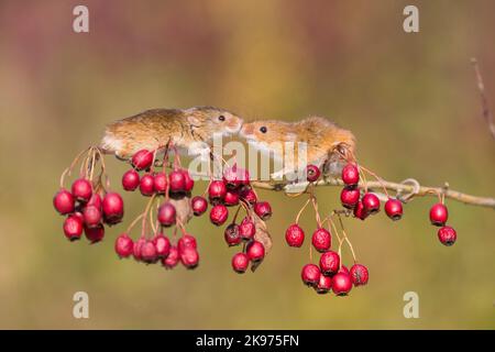 Raccogliere il topo Micromys minutus, 2 adulti in piedi sul ramoscello di biancospino con bacche, naso a contatto, Suffolk, Inghilterra, ottobre, condizioni controllate Foto Stock