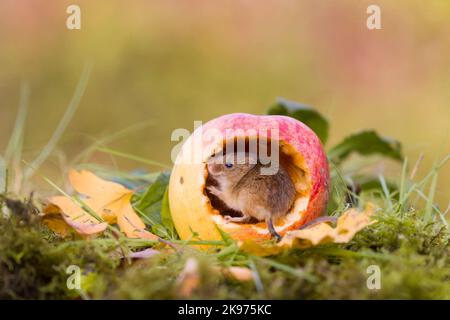 Raccogliere Micromys minutus di topo, nutrire adulti su mela, Suffolk, Inghilterra, ottobre, condizioni controllate Foto Stock