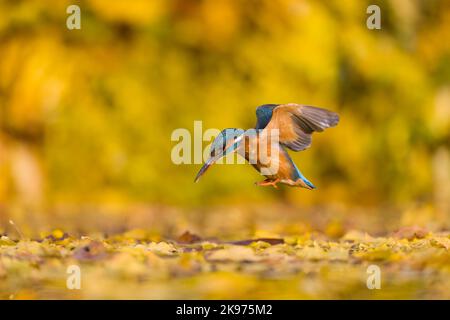 Comune Martin pescatore Alcedo atthis, femmina adulto che vola sopra stagno coperto in foglie d'autunno, Suffolk, Inghilterra, ottobre Foto Stock