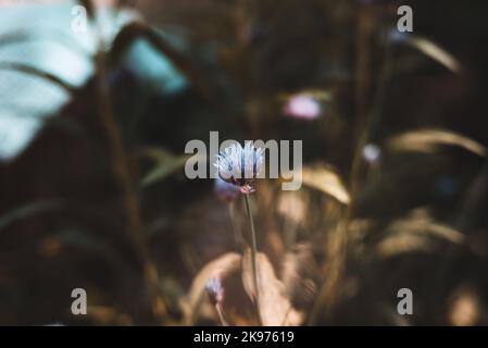 Un primo piano di un fiore di Jasione montana isolato su sfondo sfocato Foto Stock