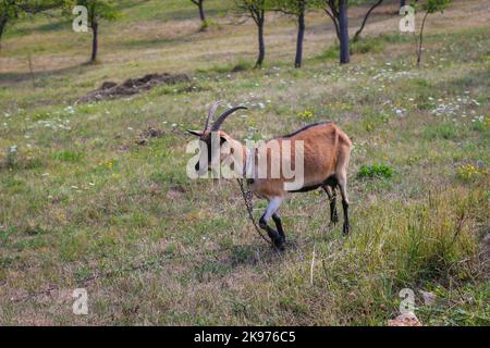 Capra singola marrone femmina con gambe scure e corna, in campagna in Montenegro Foto Stock