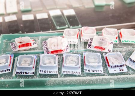 Blocchetti congelati di tessuto paraffinato tenuti freddi su ghiaccio pronti per essere tagliati utilizzando un microtomo. Blocchetti di paraffina contenenti tessuto bioptico per il sezionamento. Foto Stock