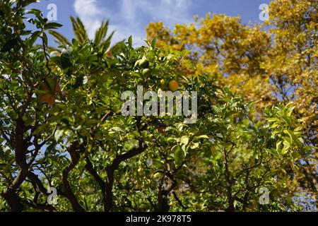 Viaggi estate turismo vacanza vacanza background.Citrus alberi di limone nel giardino della città di Valencia, Spagna Foto Stock