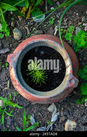 Una vista dall'alto delle piante di Horsetail campo che crescono in un vecchio vaso di argilla nel giardino Foto Stock