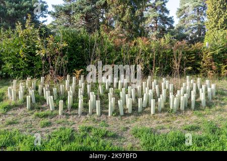 Alberi giovani piantati in maniche di plastica su un nuovo sviluppo di alloggi chiamato Mindenhurst a Deepcut, Surrey, Inghilterra, Regno Unito Foto Stock