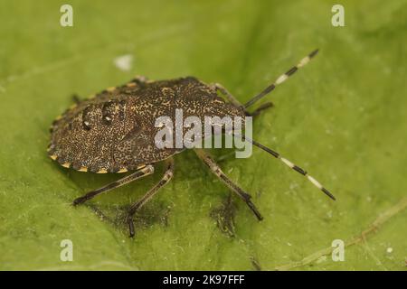 Primo piano sullo schermo europeo chiazzato, Rhaphigaster nebucosa seduta su una foglia verde nel giardino Foto Stock