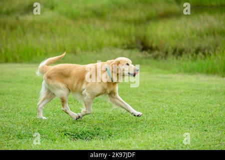 Cane Golden Retriever in erba verde Foto Stock