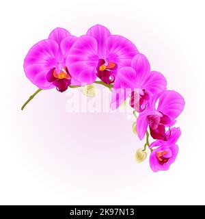 Bella Phalaenopsis Orchid gambo viola con fiori e boccioli primo piano vintage isolato vettore modificabile illustrazione disegno a mano Illustrazione Vettoriale