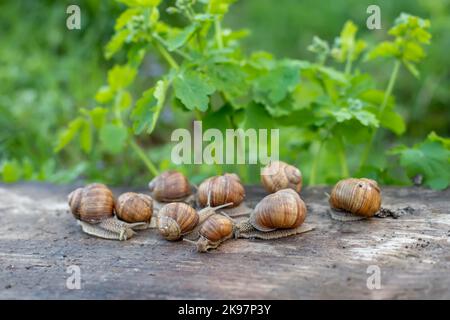 Molti Helix pomatia, lumaca Borgogna, lumaca romana, lumaca commestibile o scargot su tavola di legno dopo la pioggia. Lumache sullo sfondo di vegetazione succosa di Foto Stock