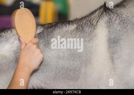 Donna vigorosamente spazzolando i capelli dei suoi cani contro il grano. Scatto sfocato in movimento Foto Stock