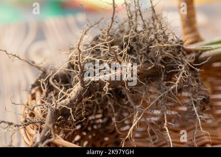 Primo piano delle radici valeriane. Raccolta e raccolta di parti vegetali per uso nella medicina tradizionale e alternativa come sedativo e tranquillante. Ingr Foto Stock