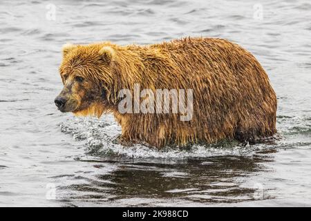 Orso bruno adulto; Ursus arctos middendorffi; pesca per la riproduzione di salmone sockeye; Grizzly Bear; Kodiak Island National Wildlife Refuge; Alaska; USA Foto Stock