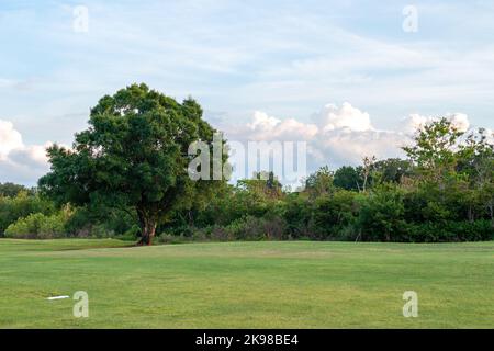 Un campo da golf verde con erba verde dal taglio basso e un grande cipresso spesso coperto di foglie verdi. Lo sfondo è un cielo blu con nuvole. Foto Stock