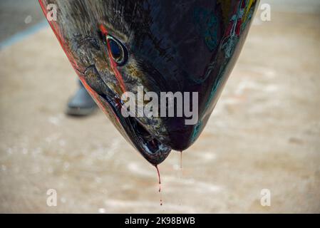 Un grande pescato fresco di tonno rosso Atlantico crudo pende lo stile ikejime per eviscerare, pulire e macellare da uno chef in un mercato di pesce. Foto Stock