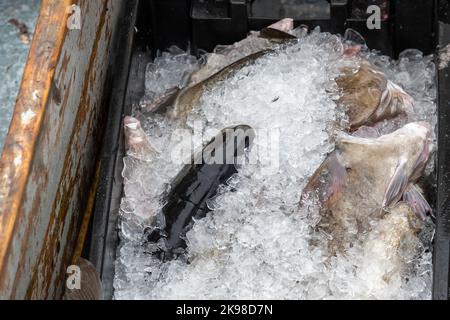 Grande merluzzo dell'Atlantico pescato di fresco in secchi di plastica nera che si preparano per la lavorazione in ghiaccio. Il merluzzo bianco fresco è spesso al centro. Foto Stock