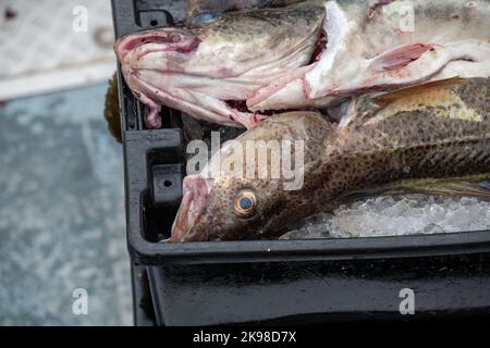 Grande merluzzo dell'Atlantico pescato di fresco in secchi di plastica nera che preparano per la lavorazione. Il merluzzo bianco fresco è denso nel mezzo e posato Foto Stock