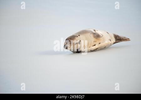 Un piccolo cucciolo di foche selvatiche di arpa del porto che si stesa su ghiaccio freddo congelato nell'Oceano Atlantico del Nord. Sta allungando il collo e le pinne verso l'esterno. La guarnizione è t Foto Stock