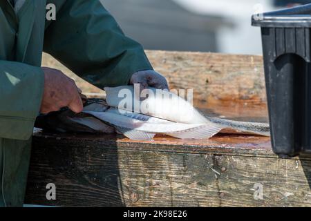 Un pescatore o chef pulisce il pesce fresco grezzo di merluzzo dell'Atlantico su un tavolo spaccato. Ci sono filetti bianchi spessi che vengono tagliati dal baccalà. Foto Stock