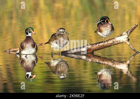 Tre anatre di legno, una femmina e due maschi, sono appollaiate su un ceppo che si aggettante dall'acqua a Spokane, Washington. Foto Stock