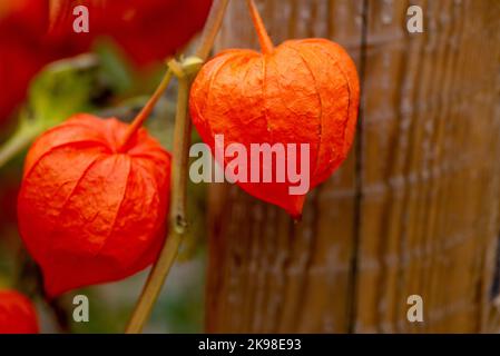 Un primo piano di fiori di lanterna cinesi, arancione vibrante, conosciuto come fiori di ciliegia vescicale. Il fiore di paperia arancione a forma di stella ha una pelle sottile. Foto Stock