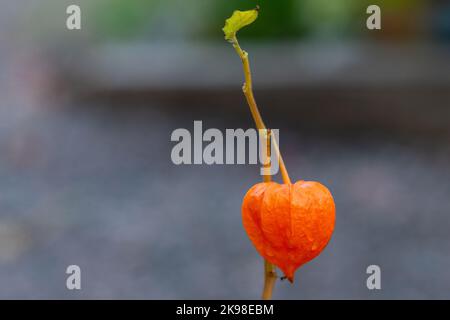 Primo piano di un fiore di lanterna cinese conosciuto come fiore di ciliegia della vescica. Il fiore di paperia a forma di stella arancione brillante ha la pelle sottile.The arancione vibrante Foto Stock